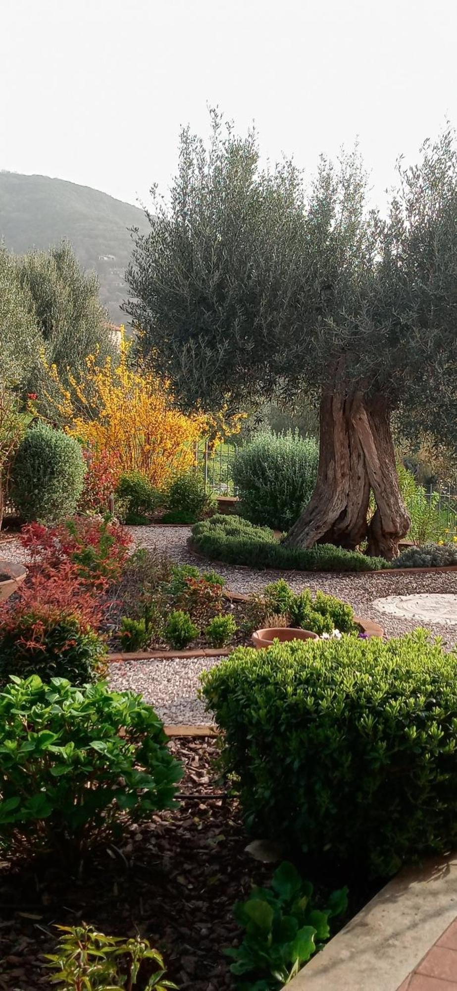 Hotel Olivo Bonsai Passignano sul Trasimeno Exterior foto